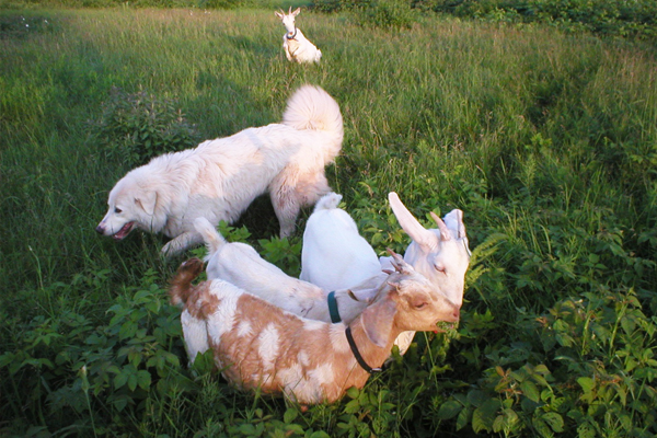 The Virtues of 100% Humanely-Raised Grassfed Goat Meat